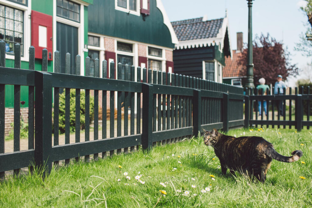 property fence
